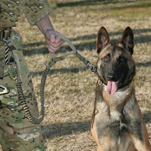 US Army Tactical Dog