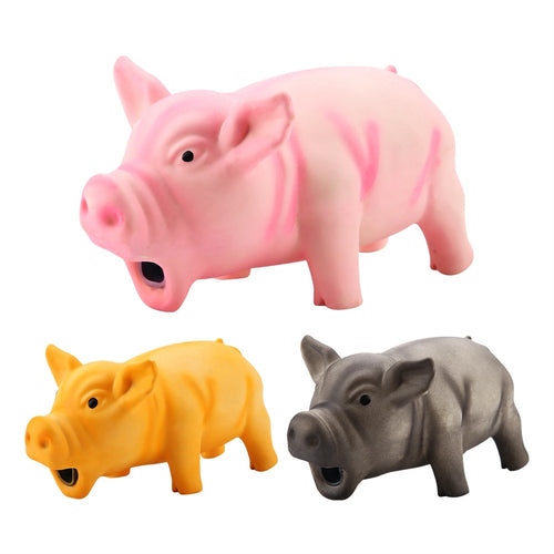 Cute Pig Grunting