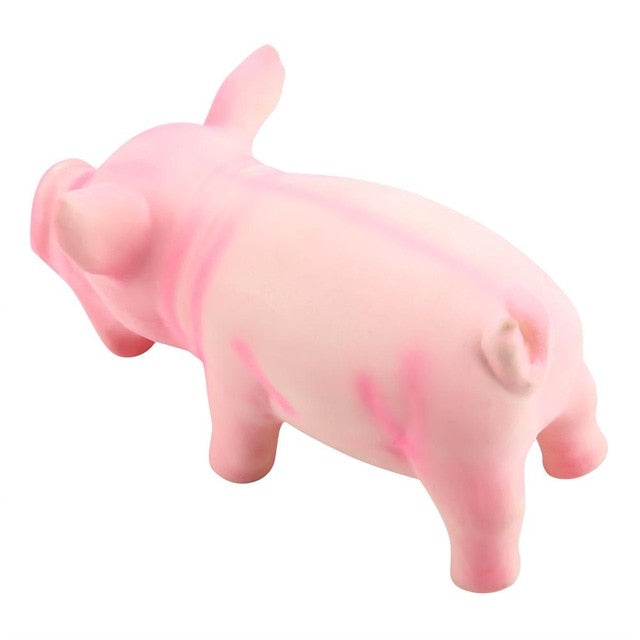 Cute Pig Grunting