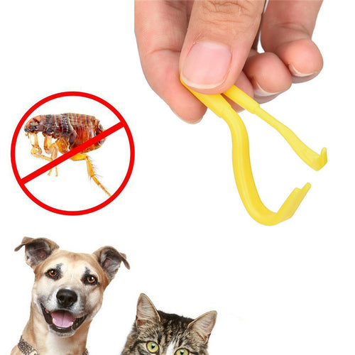 Dog Accessories